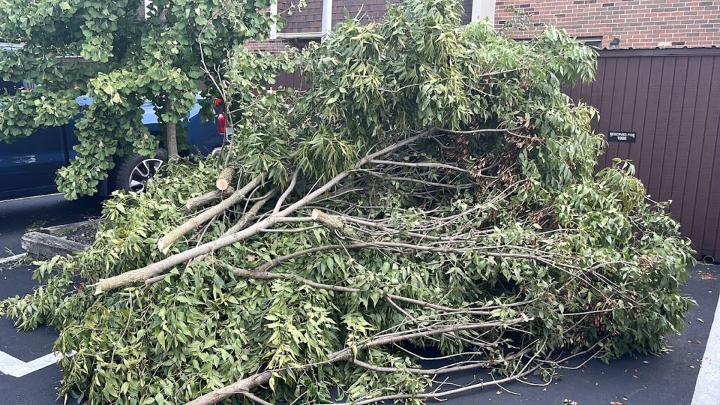 Fallen cut tree branches